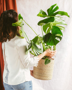 Monstera Deliciosa