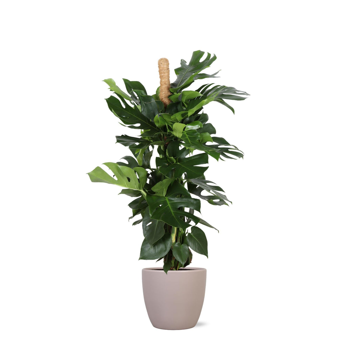 Livraison plante Monstera Deliciosa et son pot