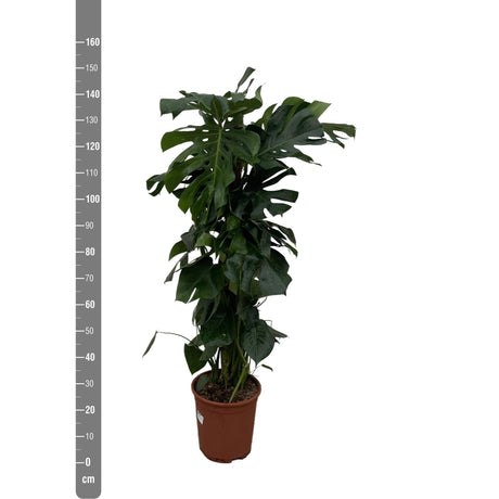 Livraison plante Monstera Deliciosa XXL - 150cm - ⌀24