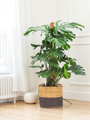 Monstera Deliciosa XXL - Large Tropical Houseplant