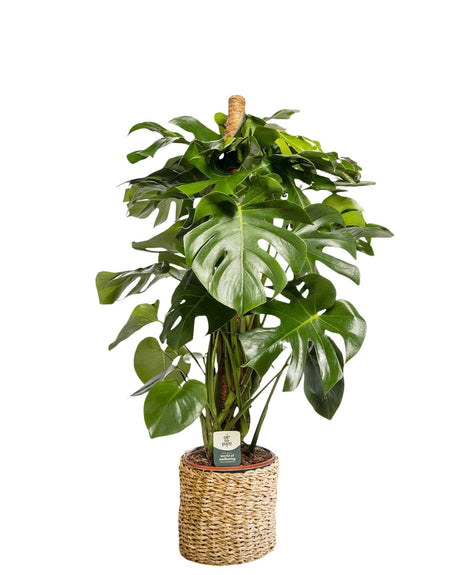 Livraison plante Monstera Deliciosa XXL tuteur