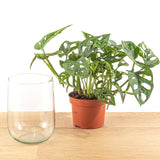 Livraison plante Monstera in vaas DIY - pakket - Hydroponie