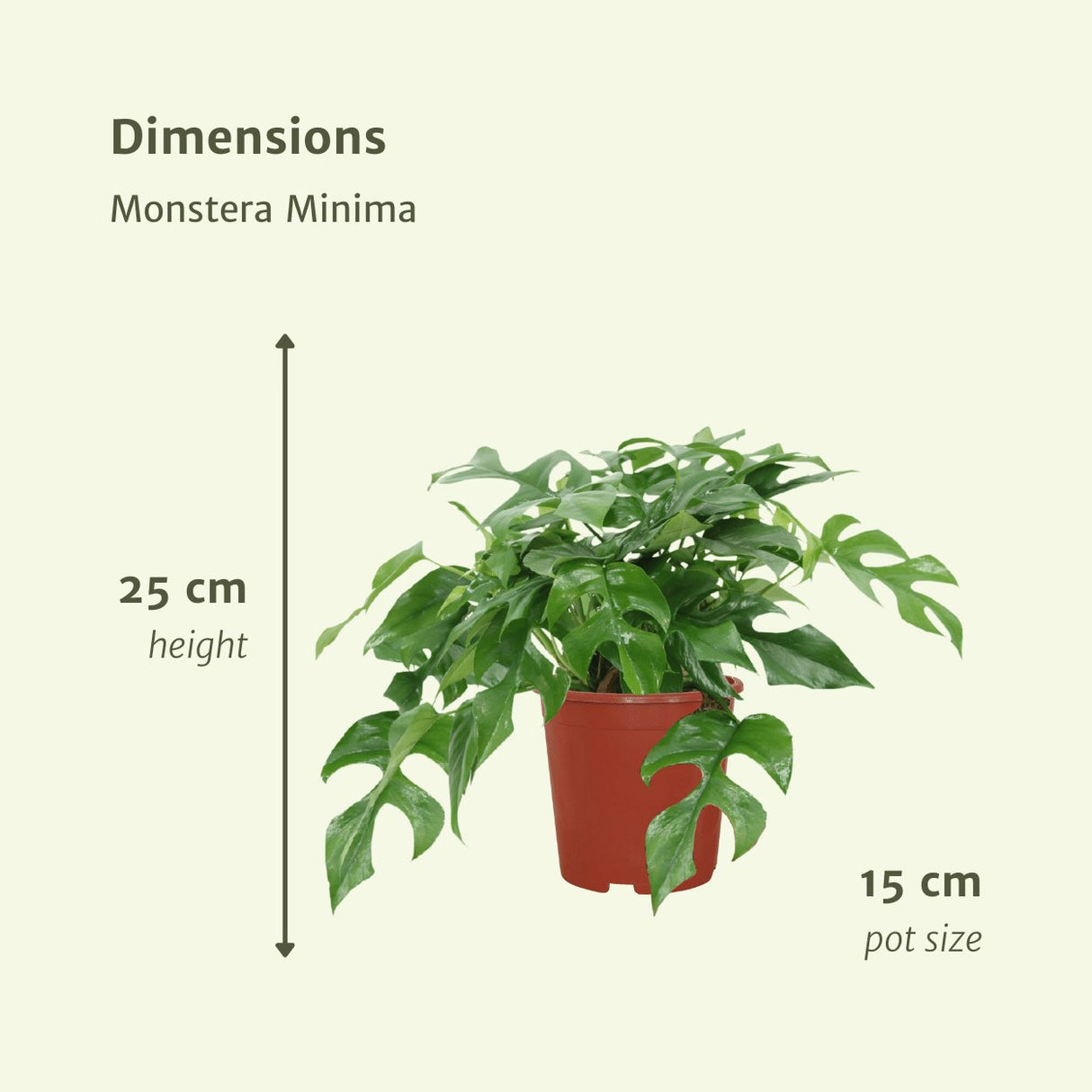 Livraison plante Monstera Minima - Lot de 2