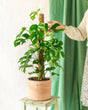 Livraison plante Monstera Minima sur tuteur