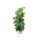 Livraison plante Monstera Pertusum 150cm et son pot