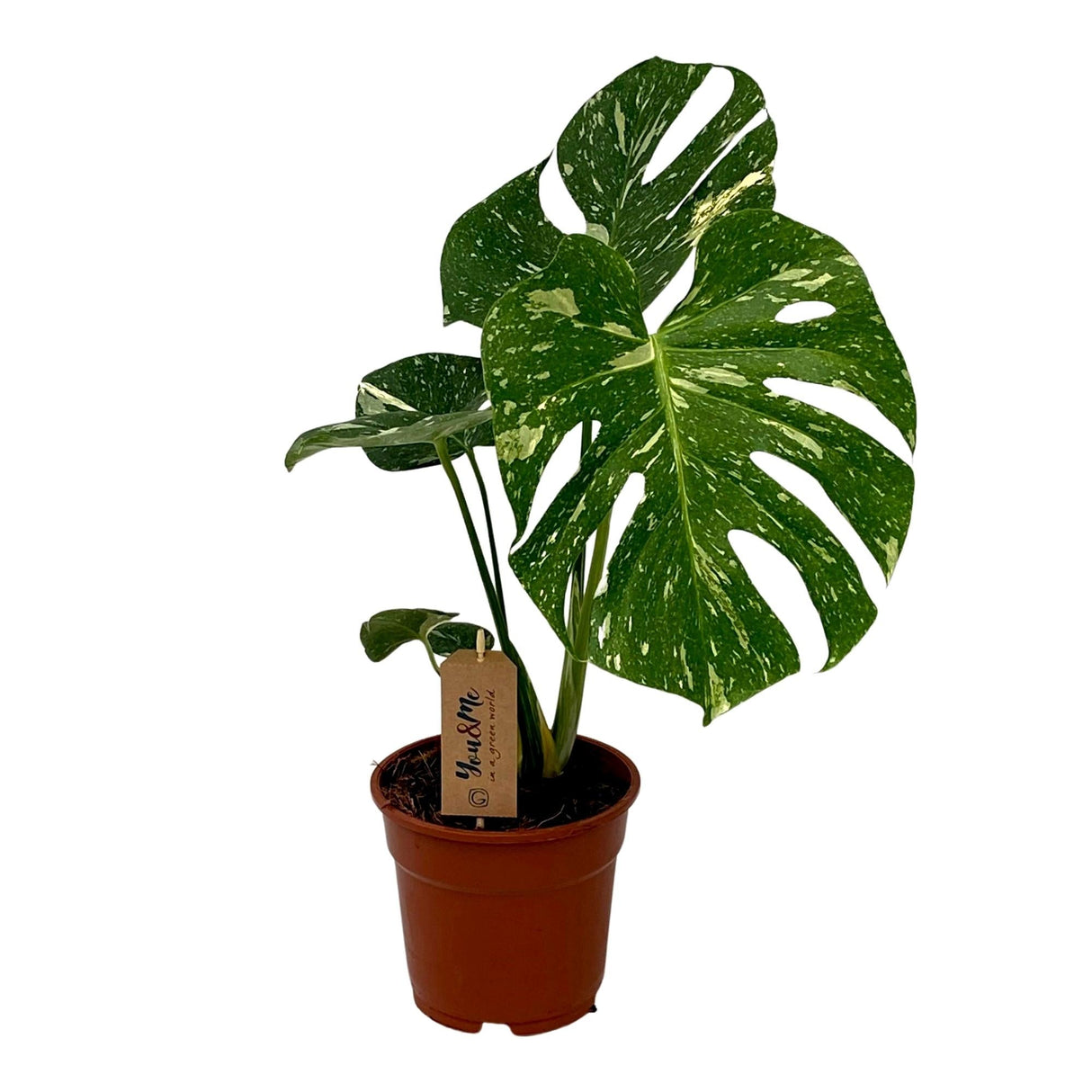 Livraison plante Monstera Thai Constellation