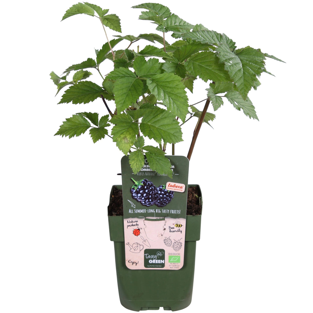 Livraison plante Mûrier Bio