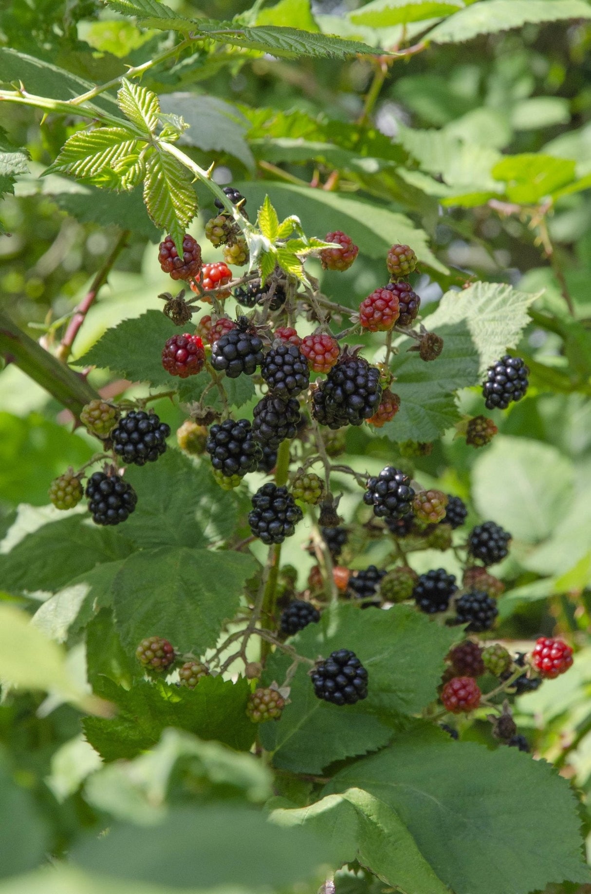 Livraison plante Murier Lochness - arbuste fruitier