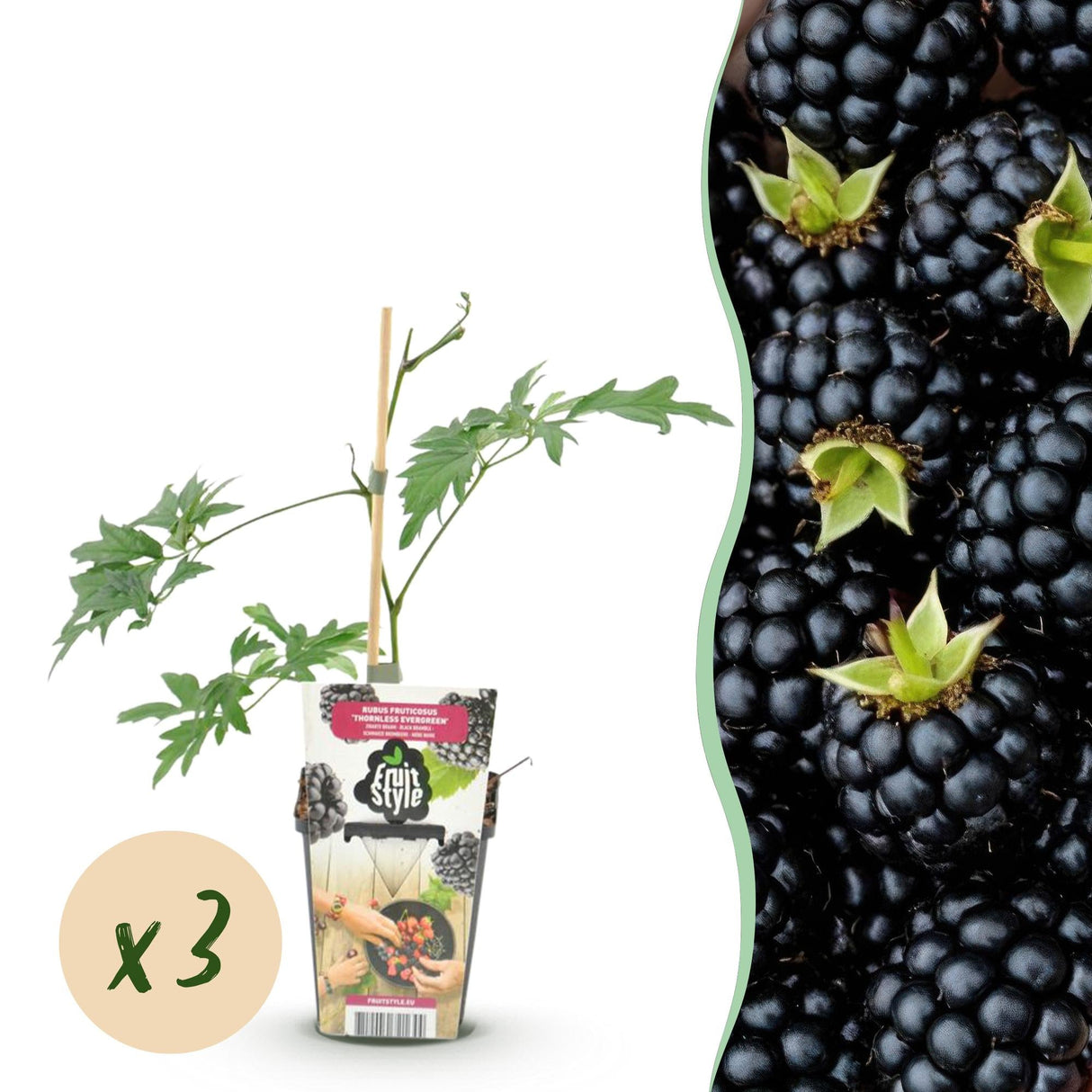 Livraison plante Mûrier Thornless Evergreen – Lot de 3 – Pot 9 cm