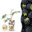 Livraison plante Mûrier Thornless Evergreen x3