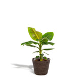 Livraison plante Musa Dwarf Cavendish - ↨90cm - Ø21cm + Mand Igmar