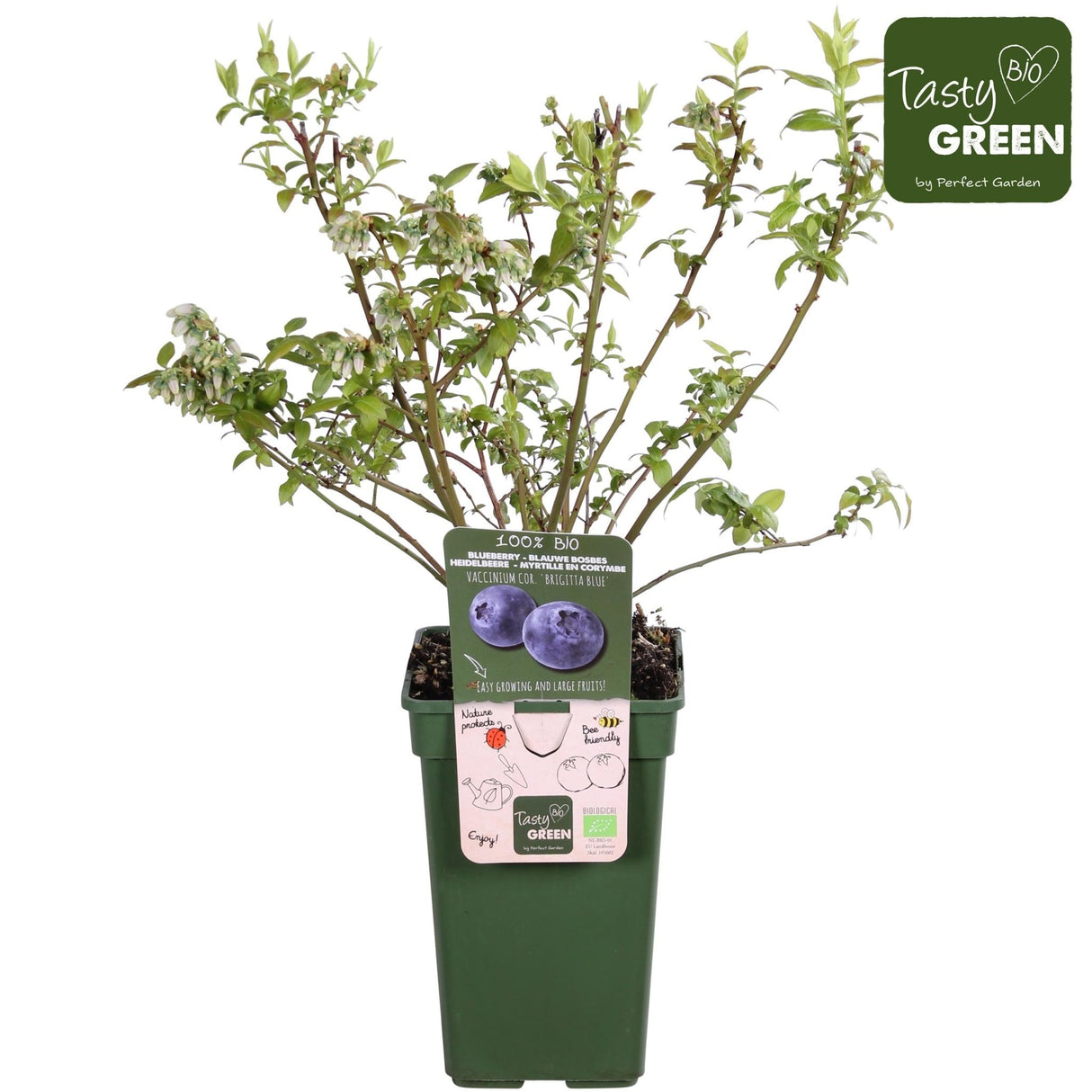 Livraison plante Myrtille Bio