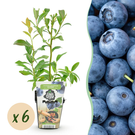 Livraison plante Myrtille Bluecrop x3