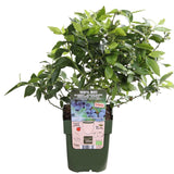 Livraison plante Myrtiller, blueberry 'Little blue wonder' - ↨45cm - Ø13 - arbuste fruitier