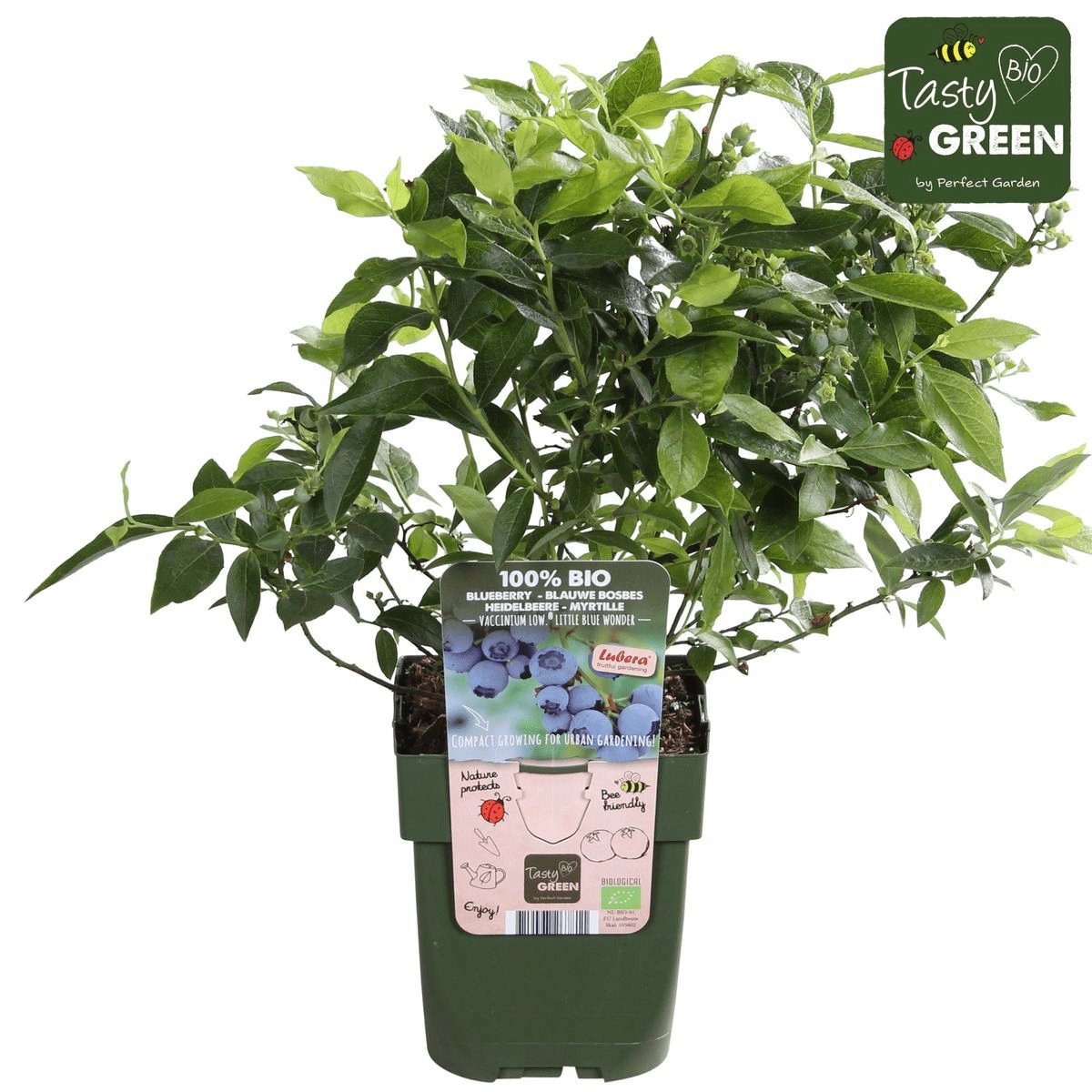 Livraison plante Myrtiller, blueberry 'Little blue wonder' - ↨45cm - Ø13 - arbuste fruitier