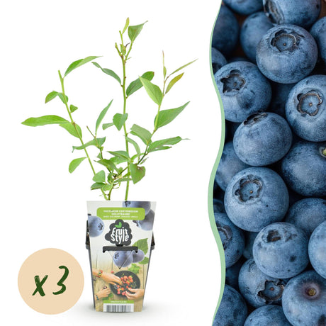 Livraison plante Myrtillier Goldtraube x3