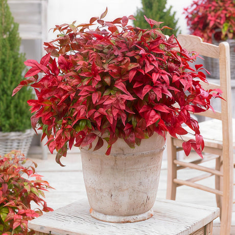 Livraison plante Nandina Blush Pink – Lot de 2 – Pot 17 cm – Hauteur 40 cm