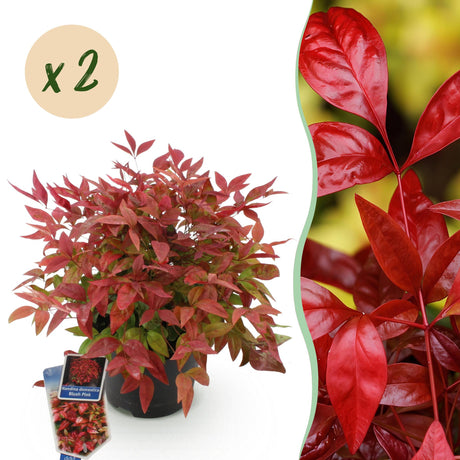 Livraison plante Nandina Blush Pink x2