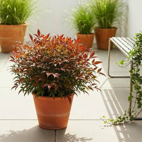 Livraison plante Nandina domestica Gulfstream – Pot 17 cm – Hauteur 45 cm