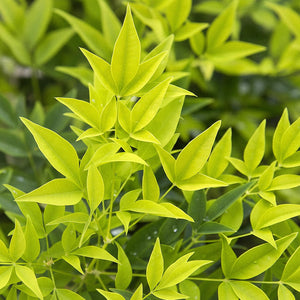 Livraison plante Nandina Lemon & Lime – Lot de 1 – Pot 17 cm – Hauteur 45 cm