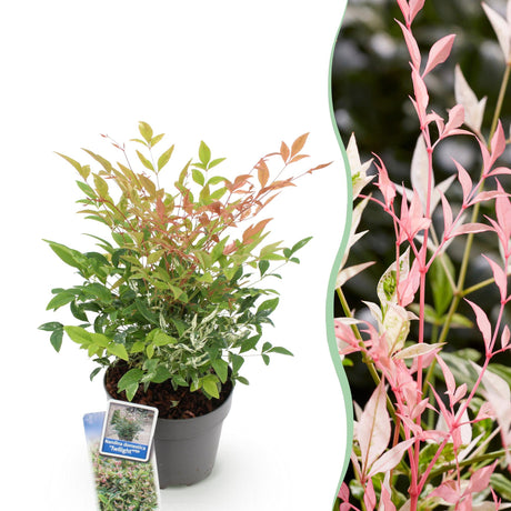 Livraison plante Nandina Twilight x1