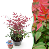 Livraison plante Nandine domestica Obsessed – Lot de 1 – Pot 17 cm