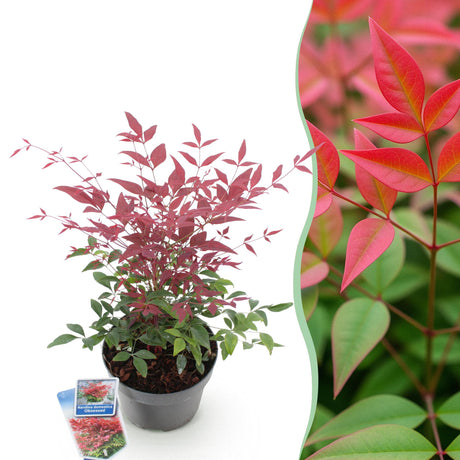 Livraison plante Nandine domestica Obsessed – Lot de 1 – Pot 17 cm