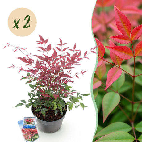 Livraison plante Nandine domestica Obsessed x1