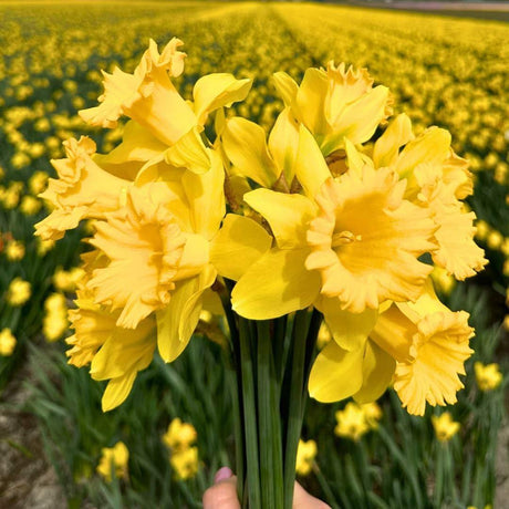 Livraison plante Narcisses - Bulbes Sauvages - 20 pièces (Taille 12/14)