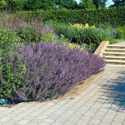 Catnip (Nepeta x faassenii) 'Six Hills Giant'
