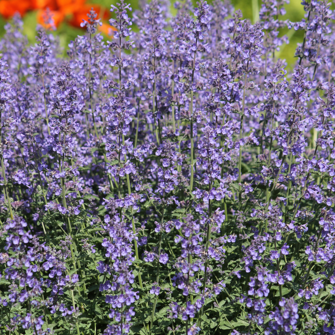 Livraison plante Nepètes