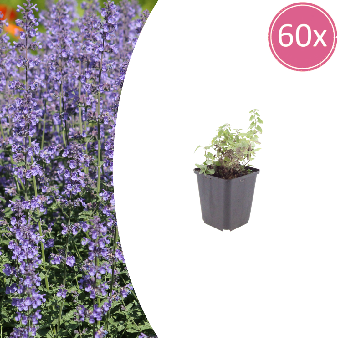 Livraison plante Nepètes