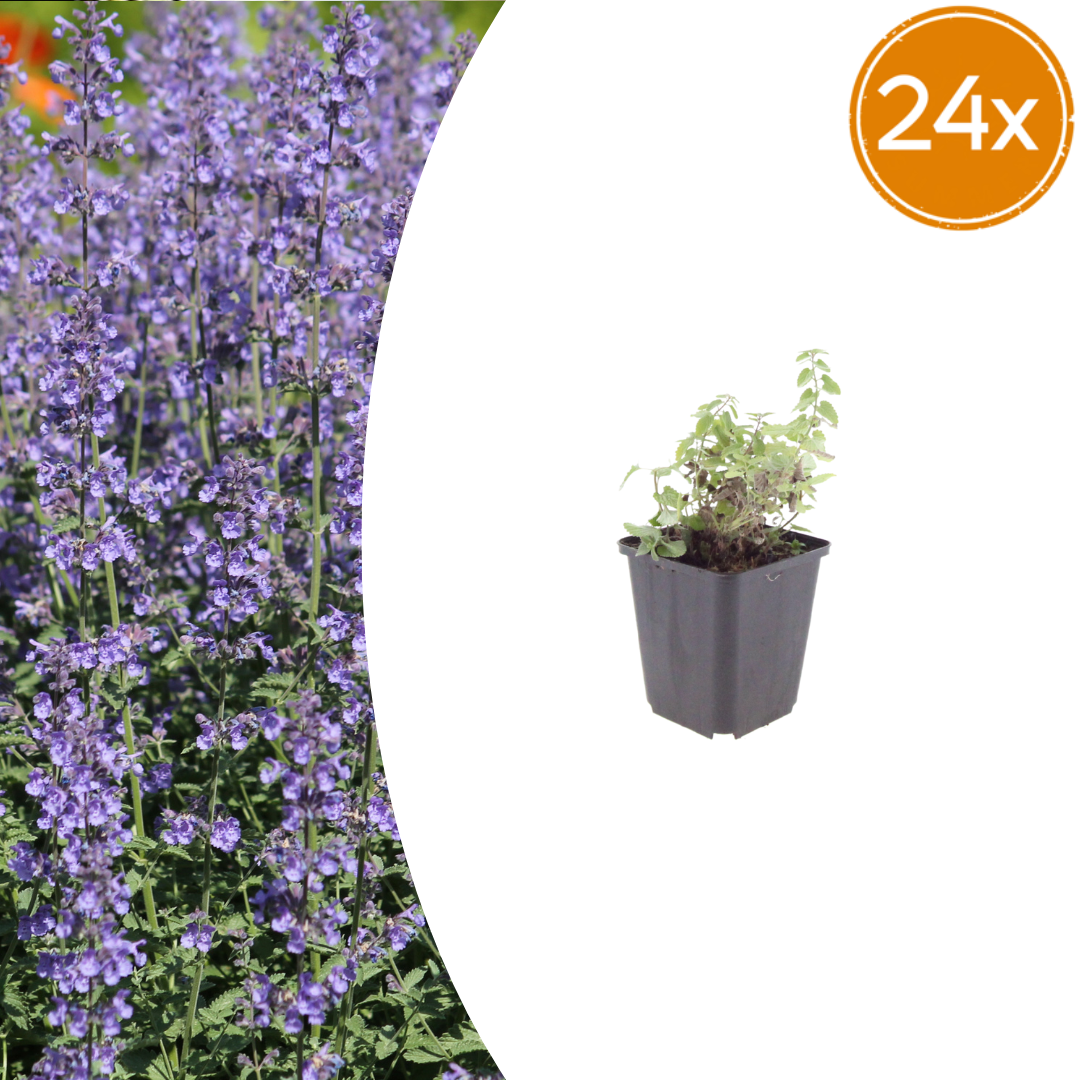 Livraison plante Nepètes