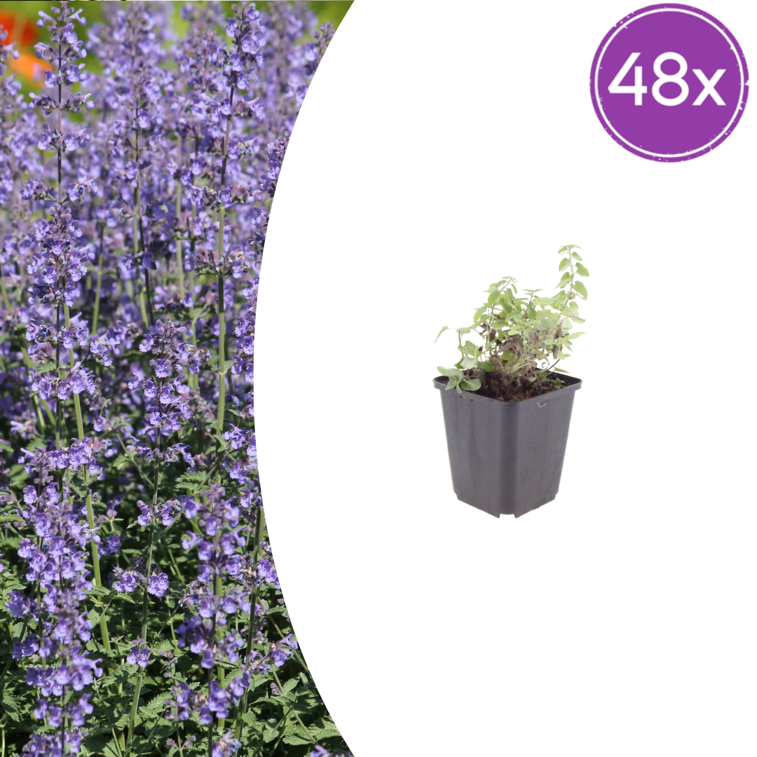 Livraison plante Nepètes