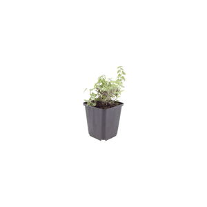 Livraison plante Nepètes