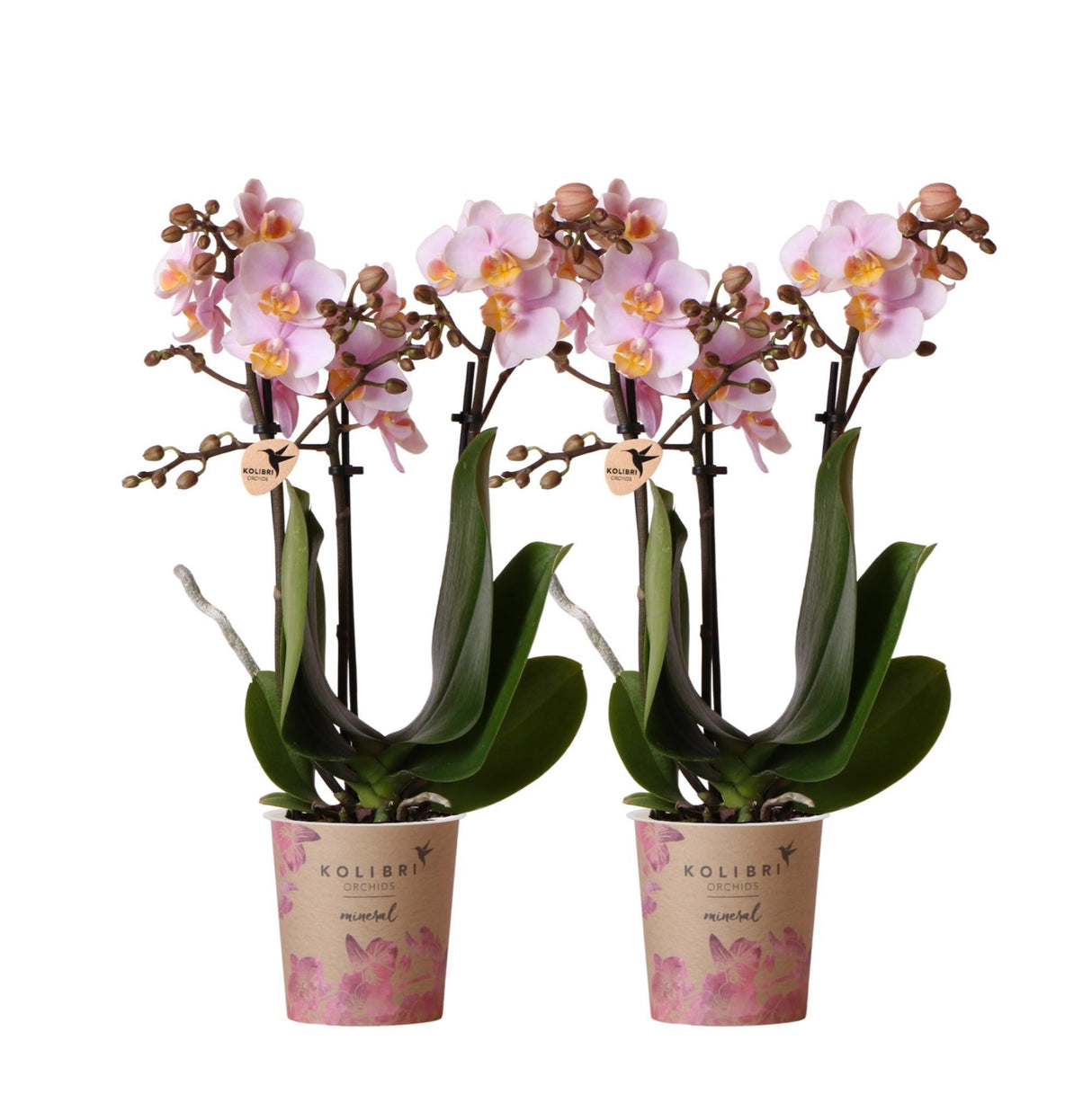 Livraison plante Offre Combi : 2 Orchidées Phalaenopsis Roses - Andorra, Plante d'Intérieur