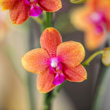 Livraison plante Offre Combinée de 4 Orchidées Phalaenopsis Parfumées Orange