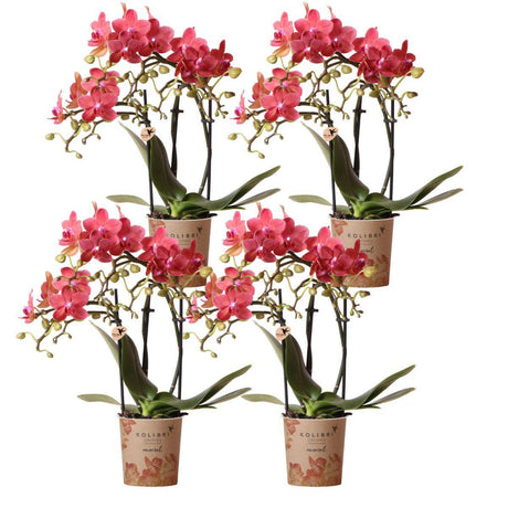 Livraison plante Offre Spéciale : 4 Orchidées Phalaenopsis Rouges Congo