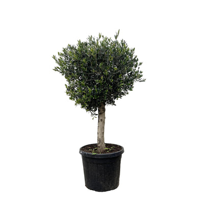 Olivier Olea Europaea h180cm
