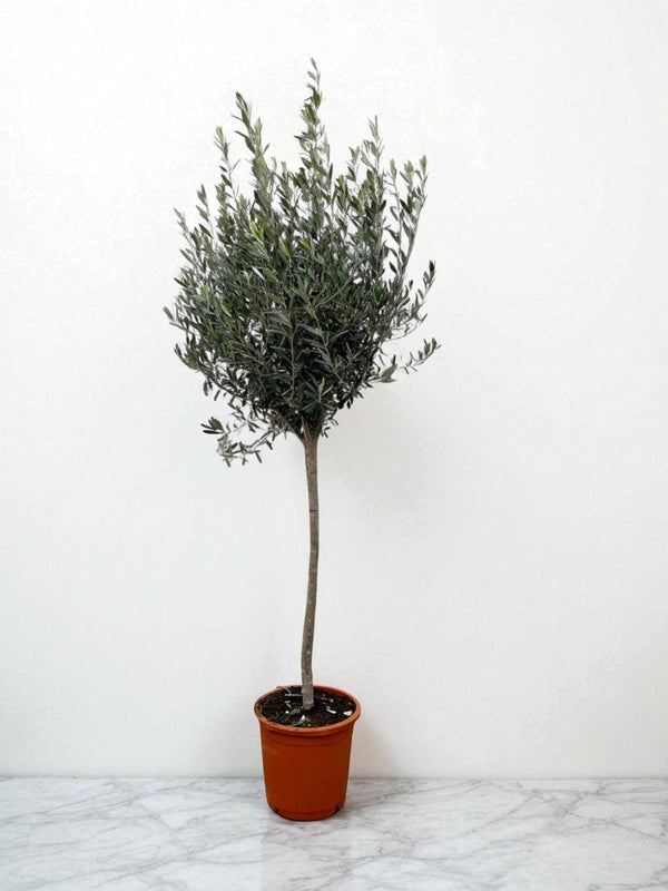 Livraison plante Olivier - Olea Europaea tronc