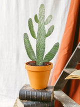 Livraison plante Opuntia Consolea h55cm - cactus d'intérieur