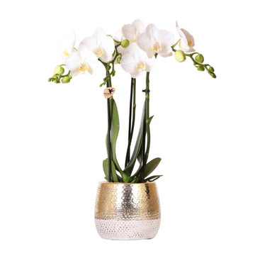 White Amabilis Orchid and its pot