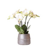 Livraison plante Orchidée Amabilis Blanche et son pot