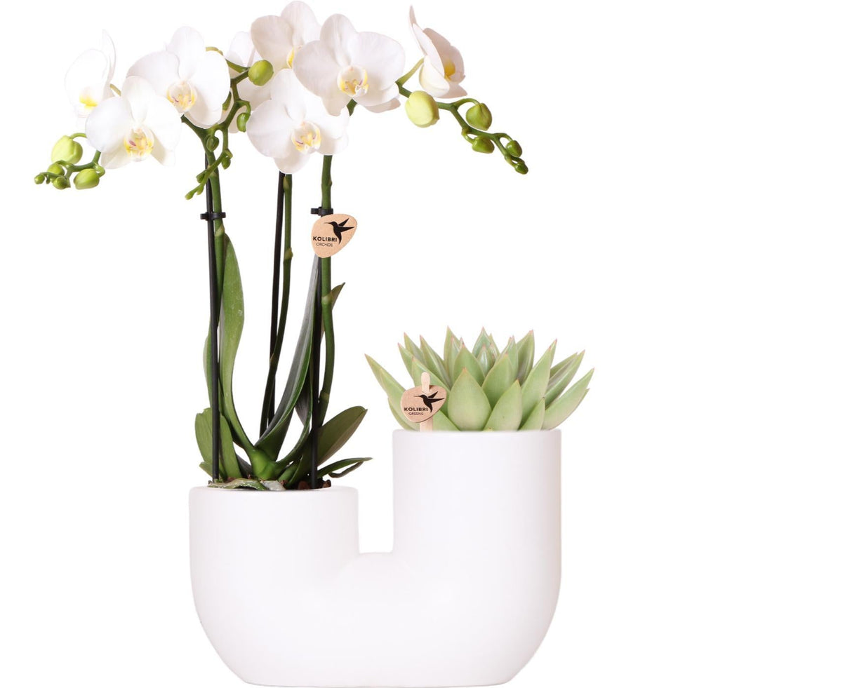 Livraison plante Orchidée Amabilis et Succulente en Pot Décoratif Blanc