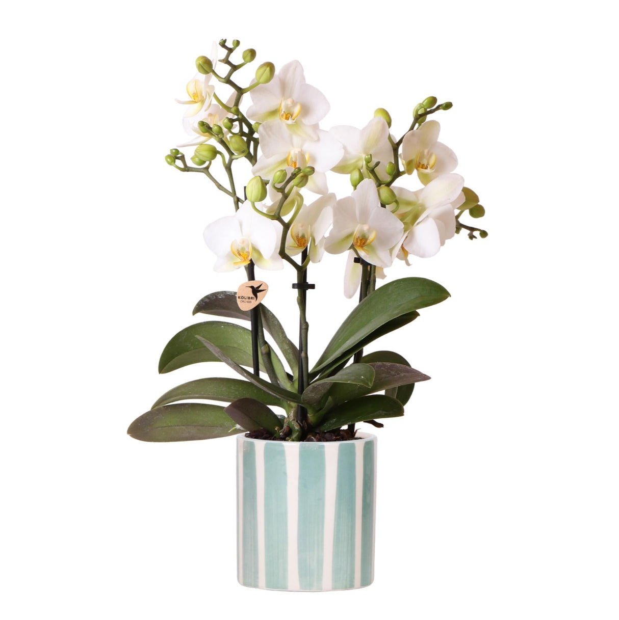 Livraison plante Orchidée blanche et son pot