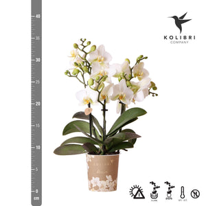Livraison plante Orchidée blanche - Ø9cm - plante d'intérieur
