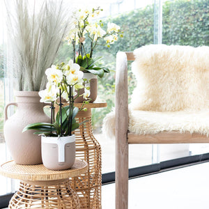 Livraison plante Orchidée blanche - Ø9cm - plante d'intérieur