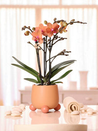 Coral orchid and its pot