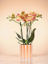 Jamaica orchid and its pot