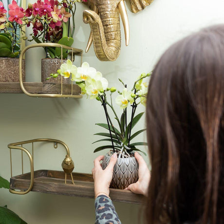 Livraison plante Orchidée jaune et son cache - pot - h35cm, Ø9cm